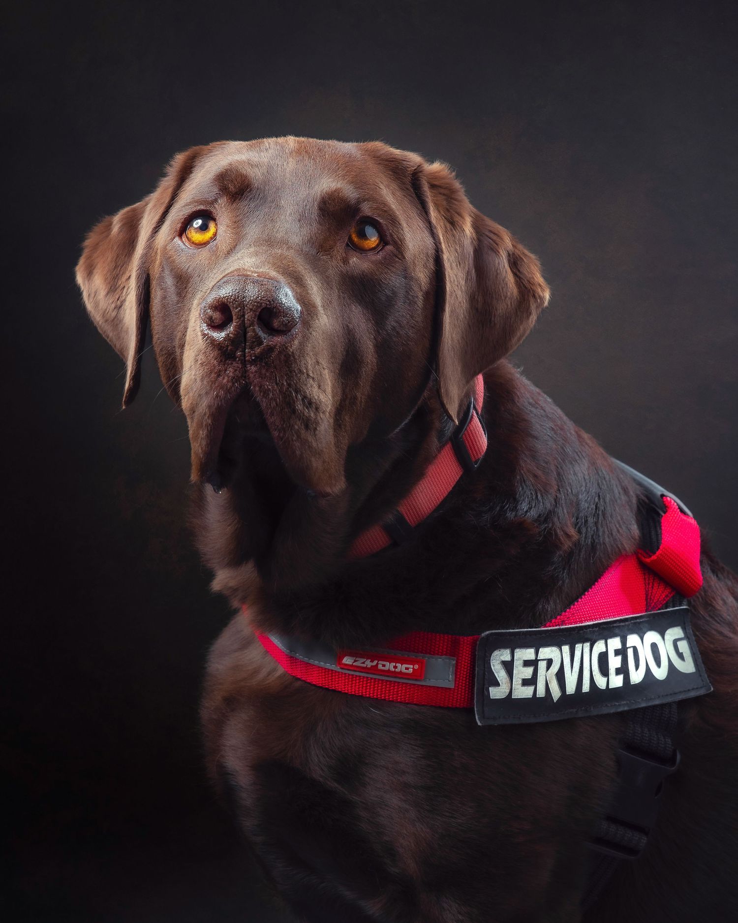 A chocolate Labrador wearing a red service dog harness poses against a dark background with alert amber eyes.