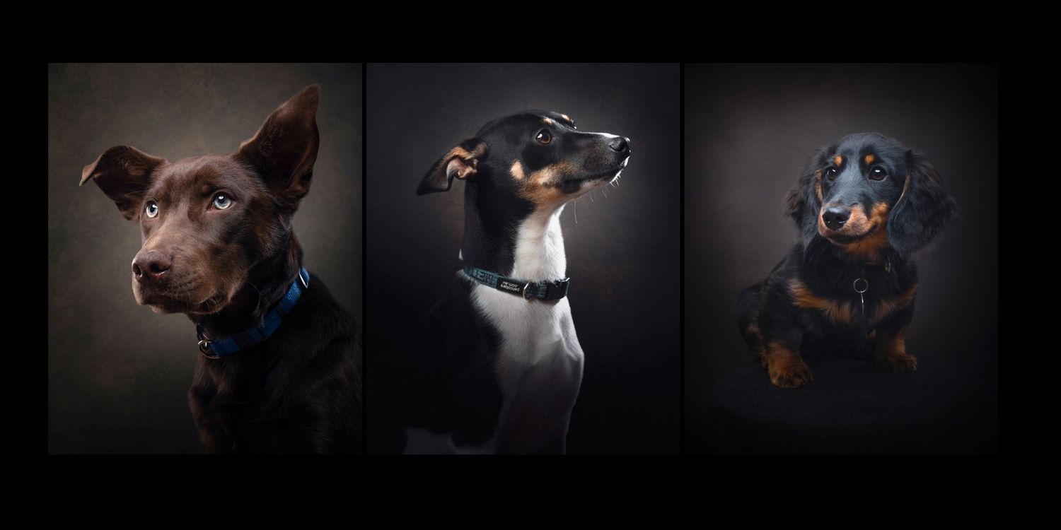 Professional studio portraits of three different dogs shown in dramatic lighting against dark backgrounds.