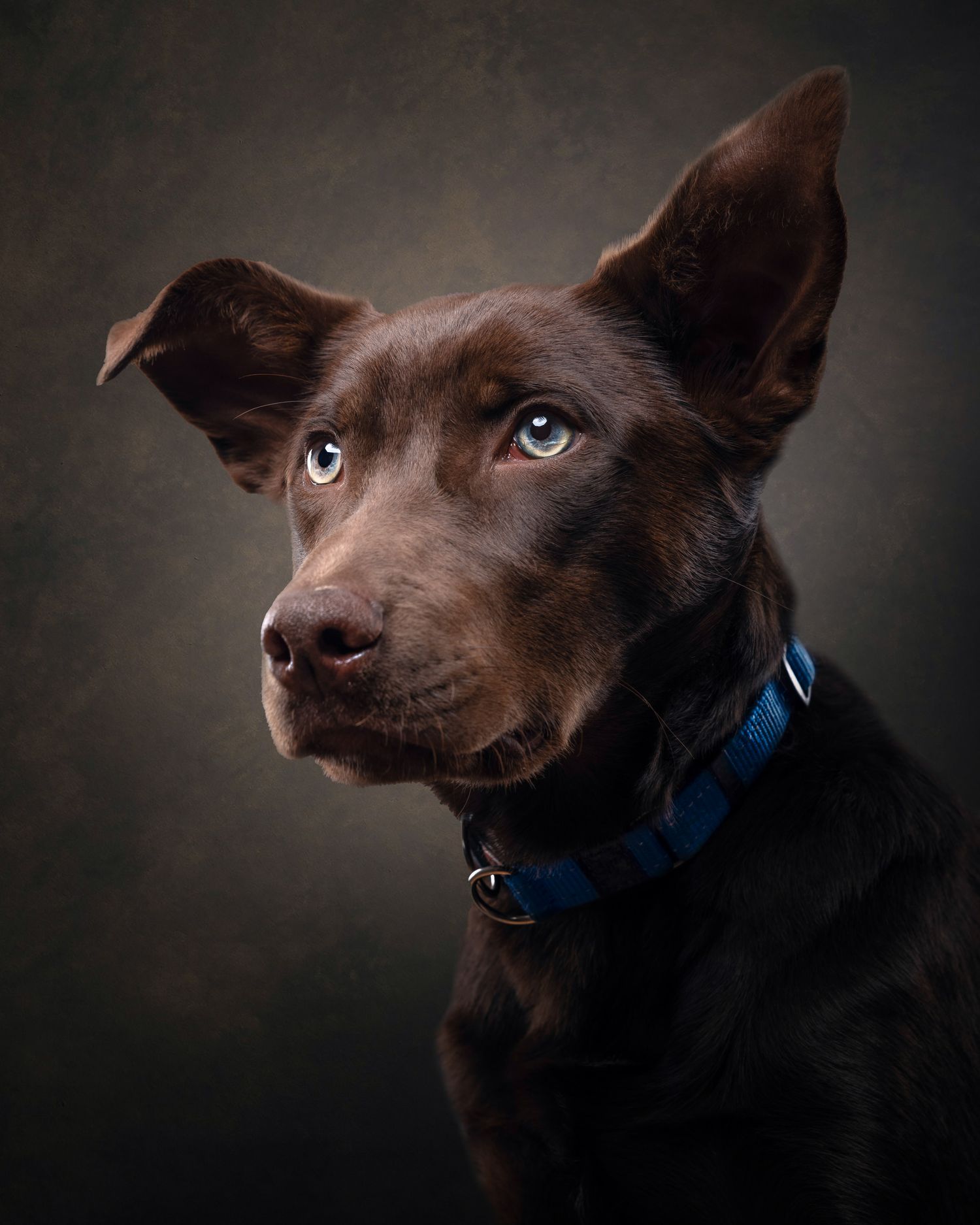 Professional studio portrait of an alert chocolate brown dog with perked ears wearing a blue collar against dark background.