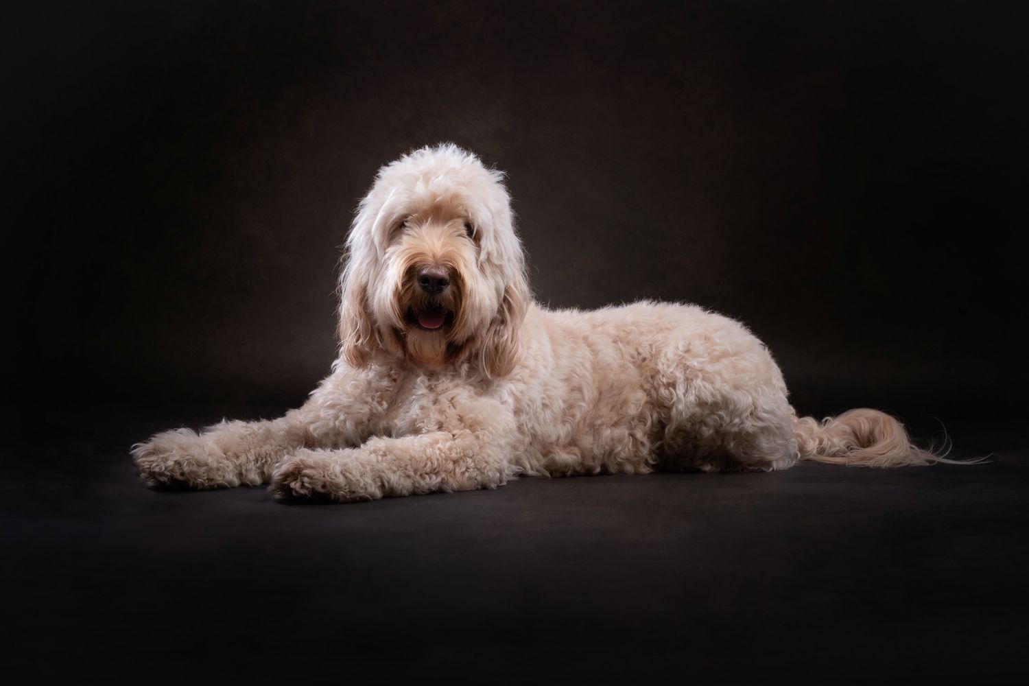 A cream-colored Goldendoodle dog lying elegantly against a dark studio background.