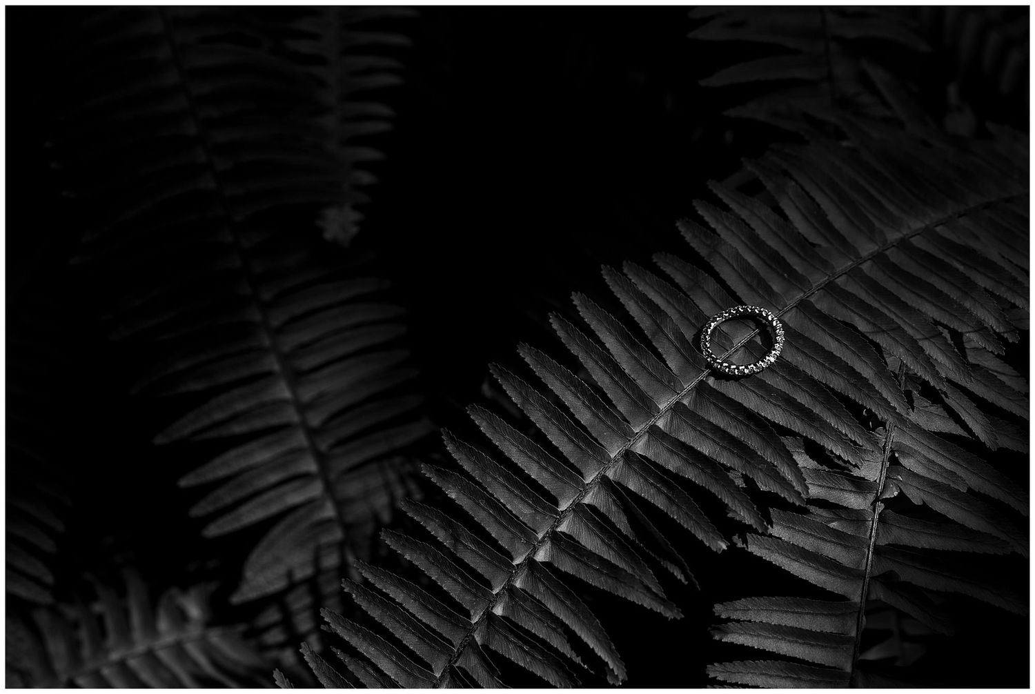 A wedding ring dramatically perched on a dark fern leaf in black and white monochrome photography.