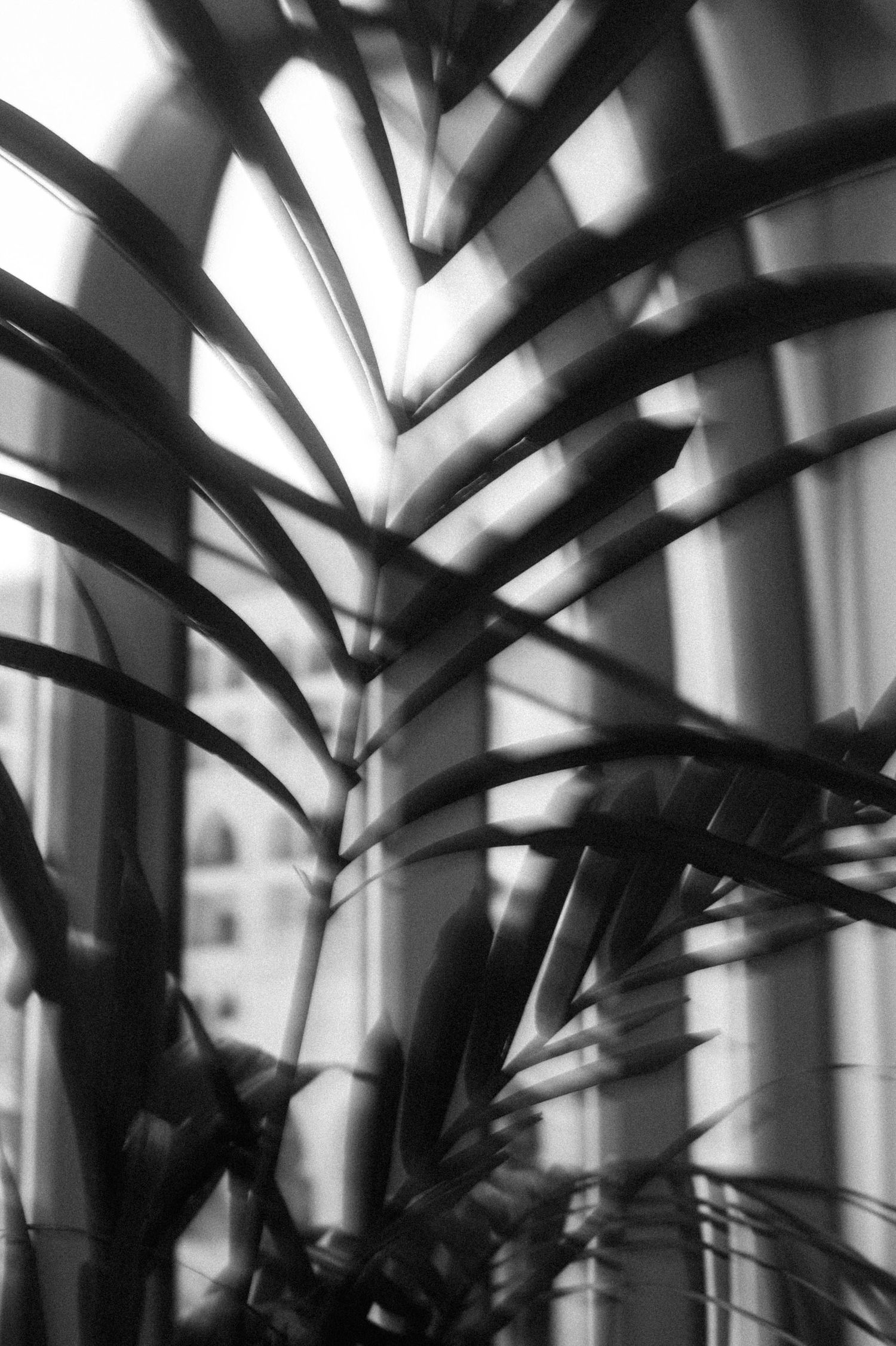 Abstract black and white close-up of palm fronds creating dramatic shadows and geometric patterns.