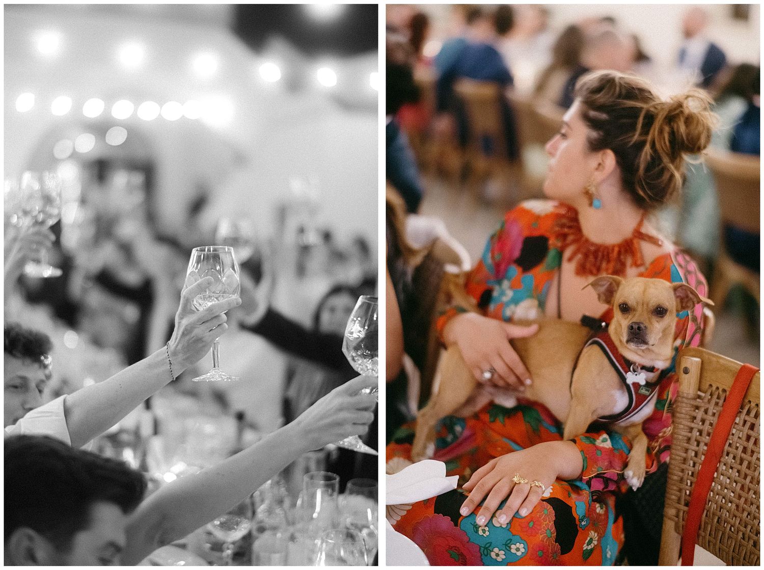 Split view shows champagne glasses toasting and a small dog with his owner at a social gathering.