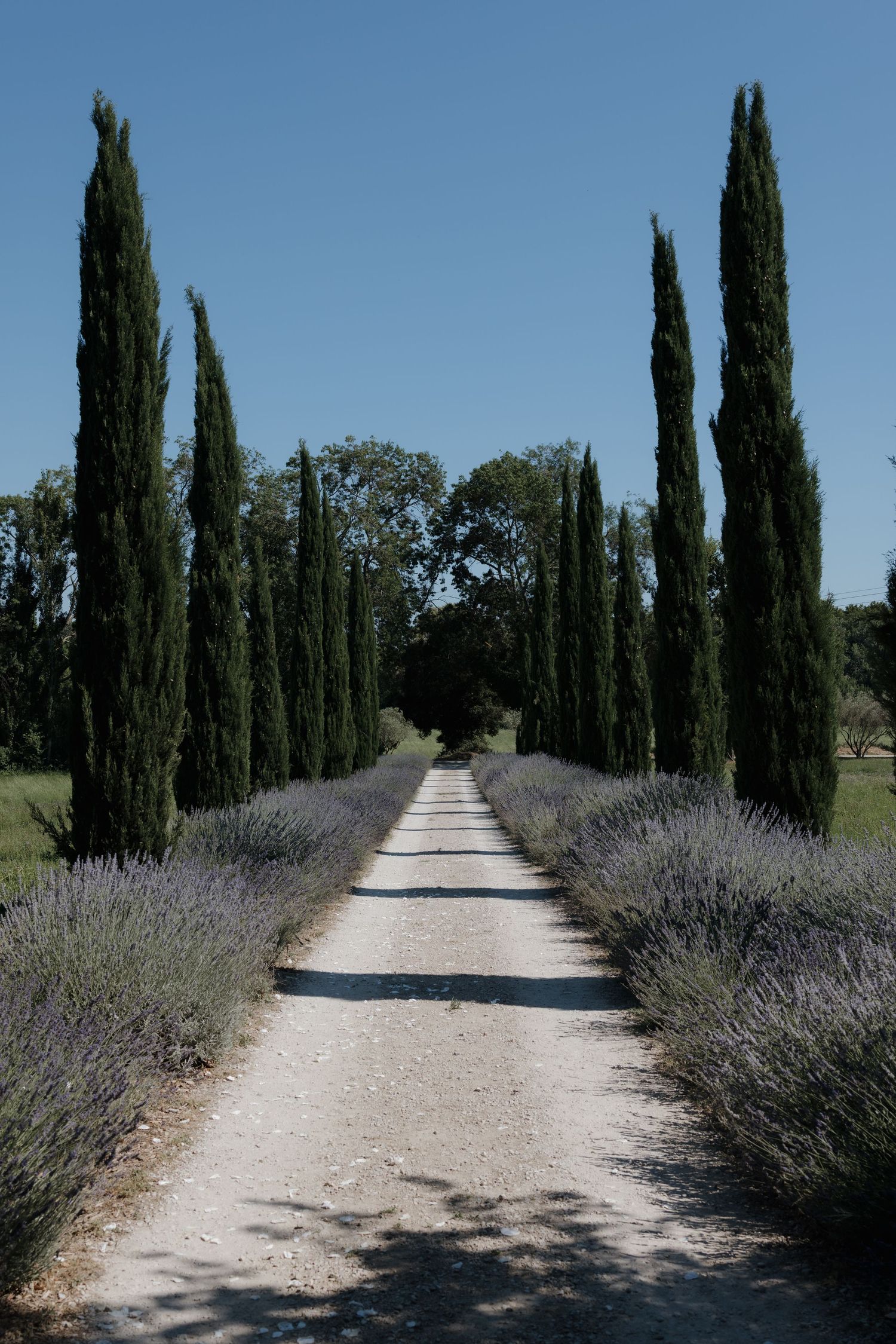 A serene gravel path lined with tall cypress trees and lavender bushes leads into the distance.