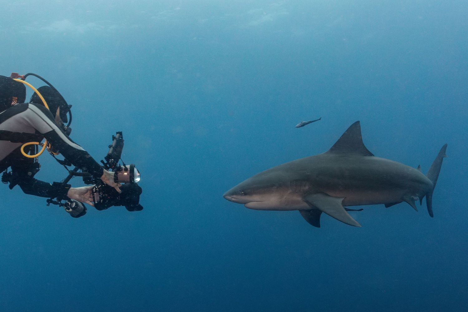 Picture of an underwater photographer taking a photo of a bull shark (Carcharhinus leucas) in Protea Banks, South Africa
