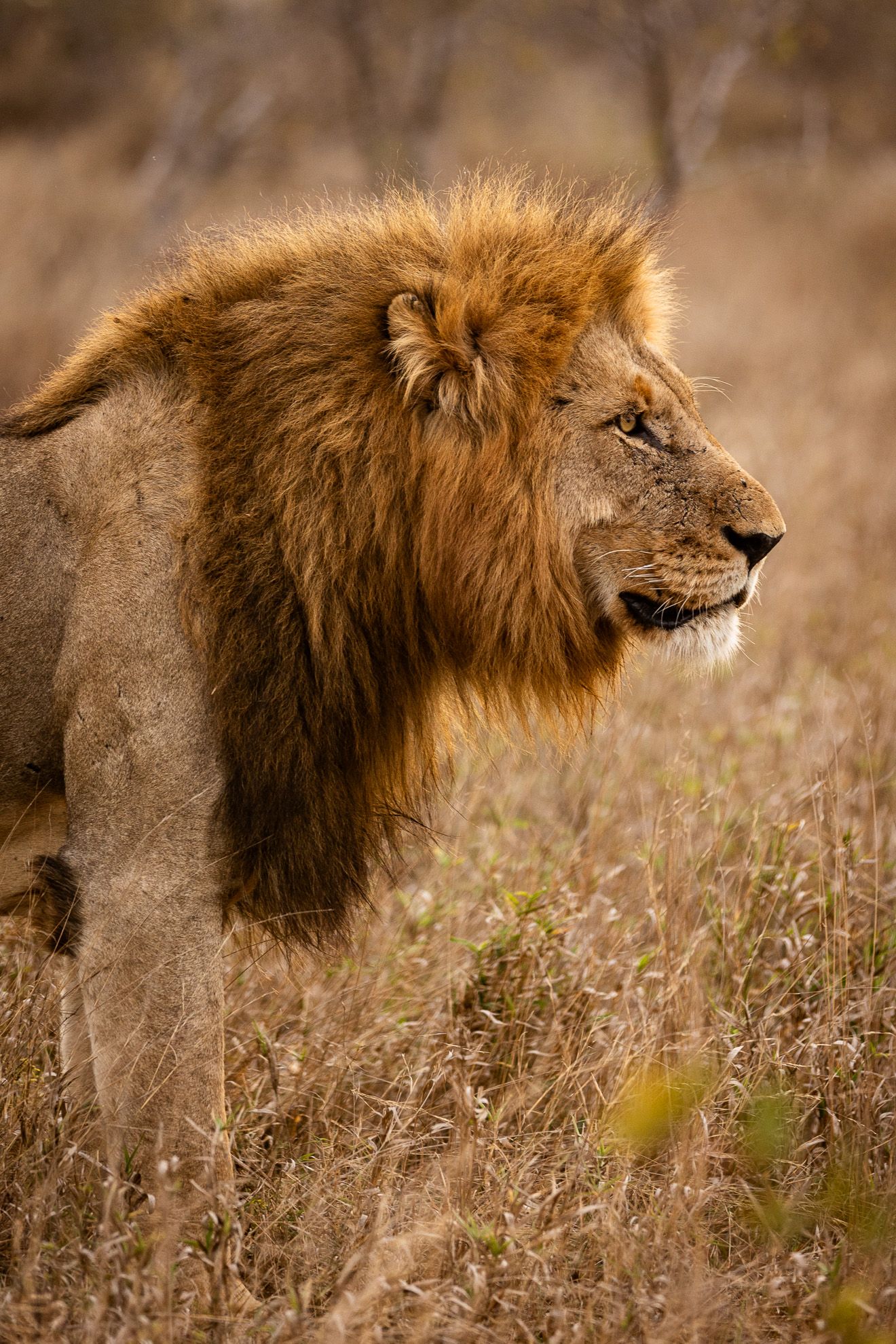Picture of a male lion (Panthera leo) in the Timbavati Private Nature Reserve in South Africa