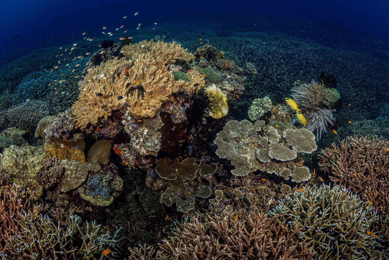 Picture of a healthy and thriving coral reel at the dive site Melissa's garden, in Raja Ampat, West Papua, Indonesia