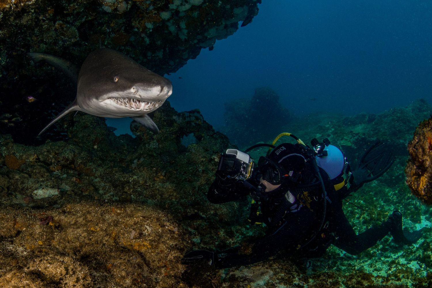 Photo of a diver taking a picture of a sand tiger shark (Carcharias taurus) in Aliwal shoal, South Africa