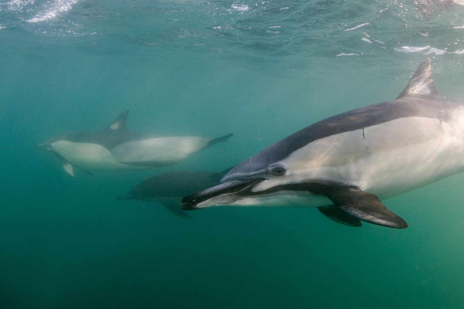 Close up photo of a common dolphin (Delphinus delphis) in South Africa