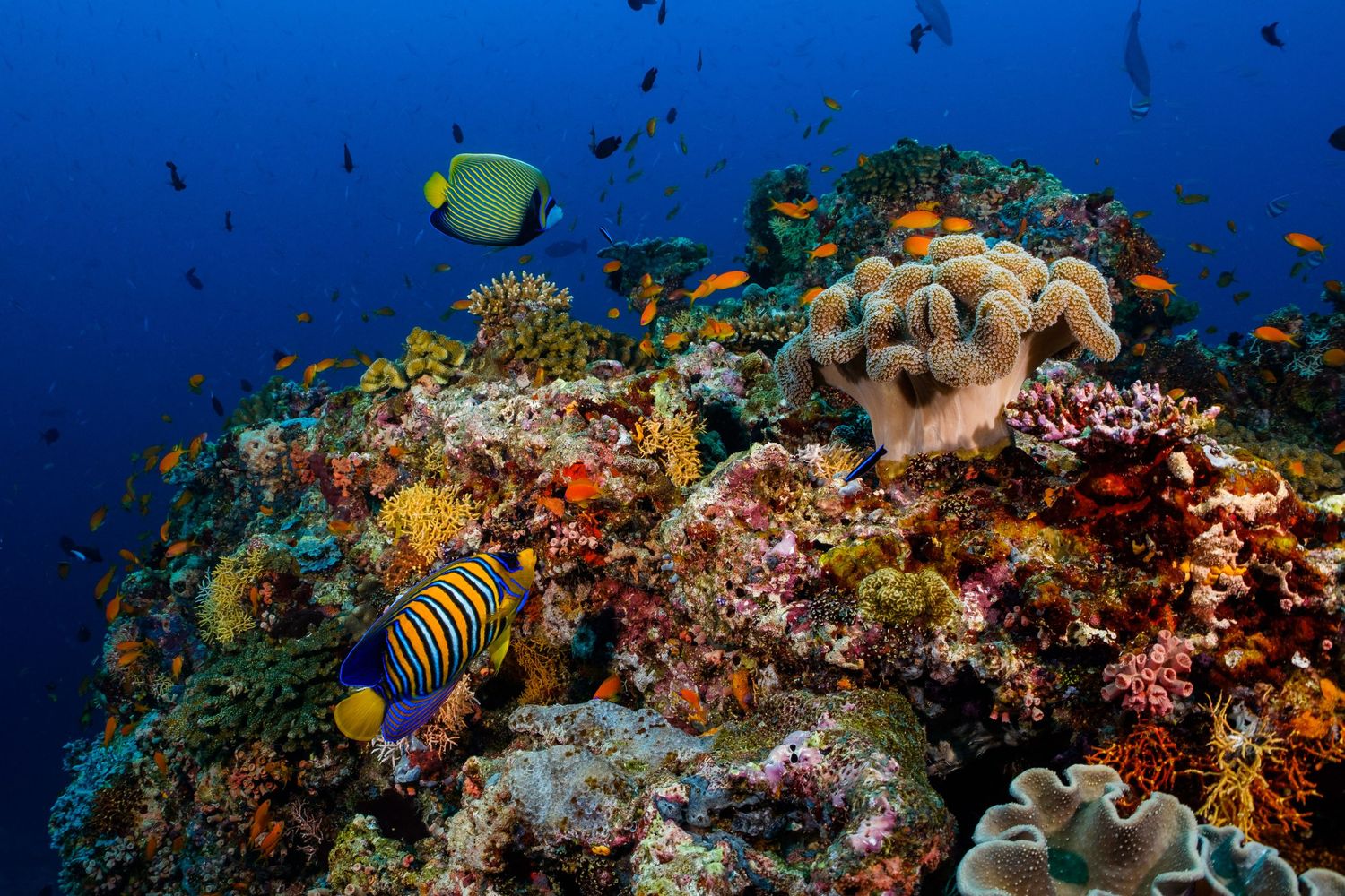 Picture of a healthy and thriving coral reel in the Maldives