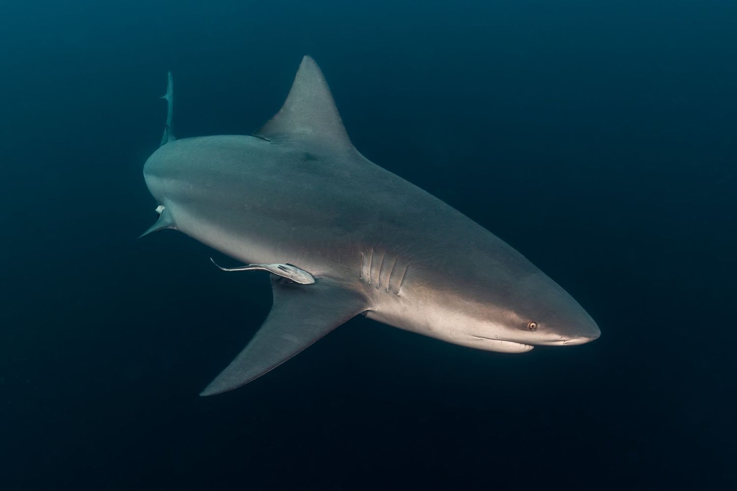 Picture of a bull shark (Carcharhinus leucas) in Protea Banks, South Africa