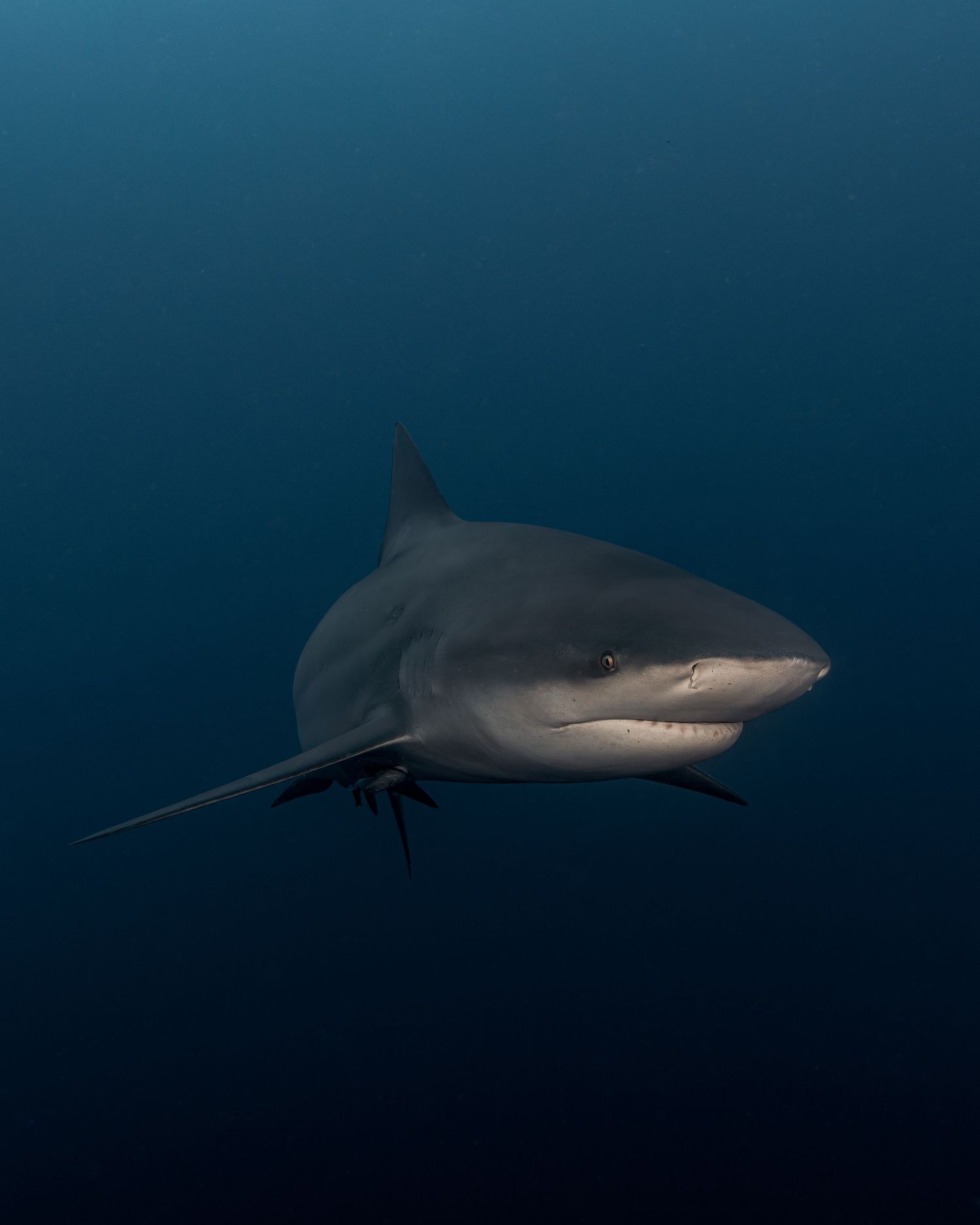 Close up portrait of a bull shark (Carcharhinus leucas) in Protea Banks, South Africa