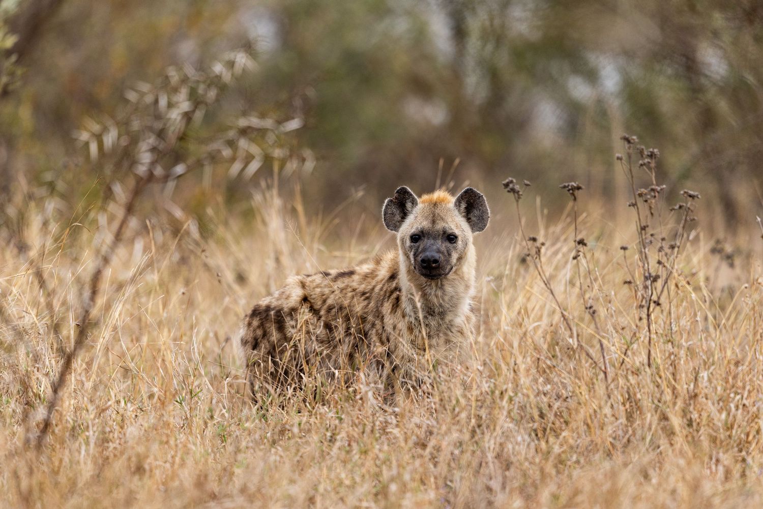 Photo of a spotted hyena (Crocuta crocuta) in the bush in South Africa