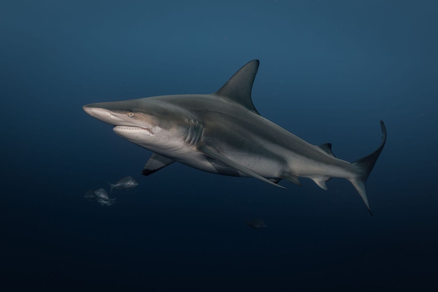 Photo of a Blacktip shark (Carcharhinus limbatus) on a dive in Aliwal Shoal, South Africa