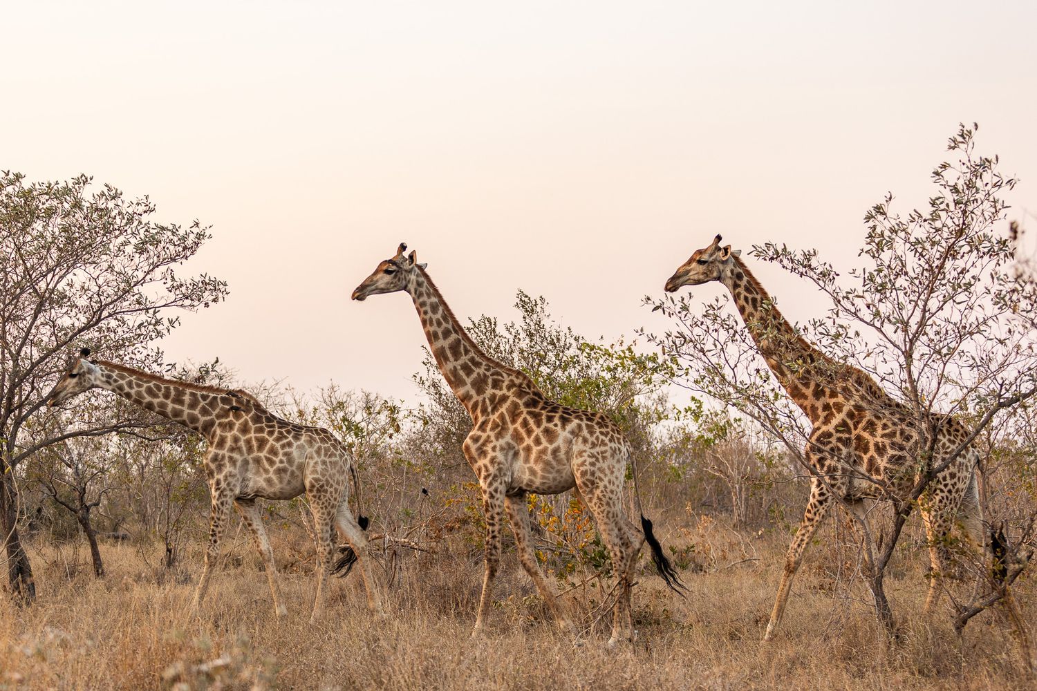Picture of three southern giraffe (Giraffa giraffa) in the Timbavati Private Nature Reserve in South Africa