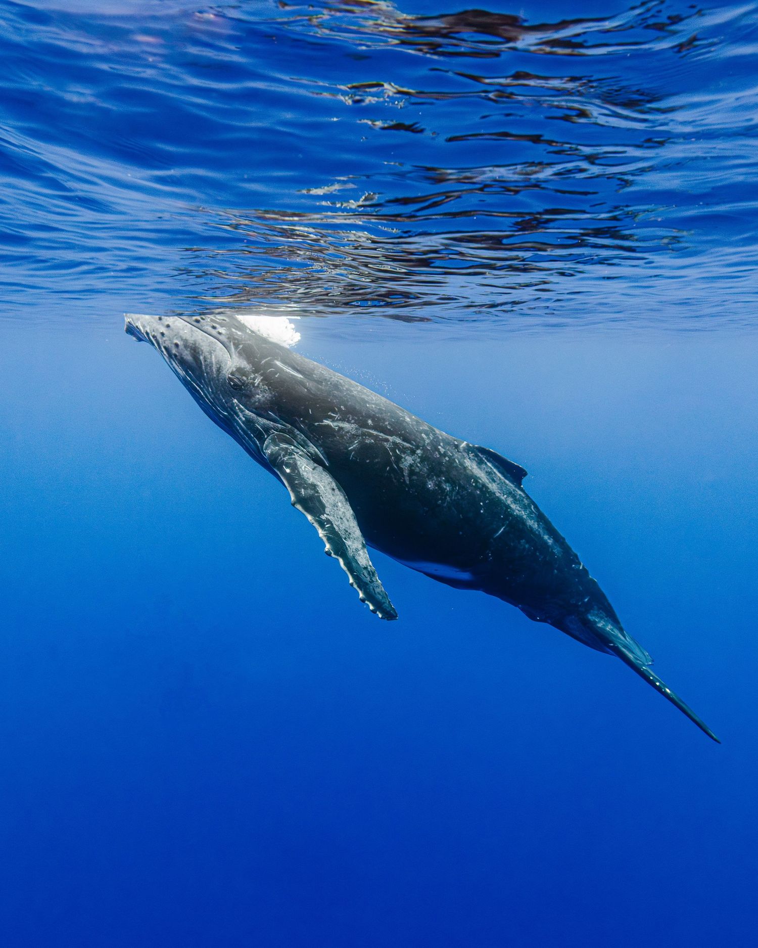 Photo of a young humpback whales (Megaptera novaeangliae) taking a breath at the surface, in the Indian Ocean, close to la Réunion