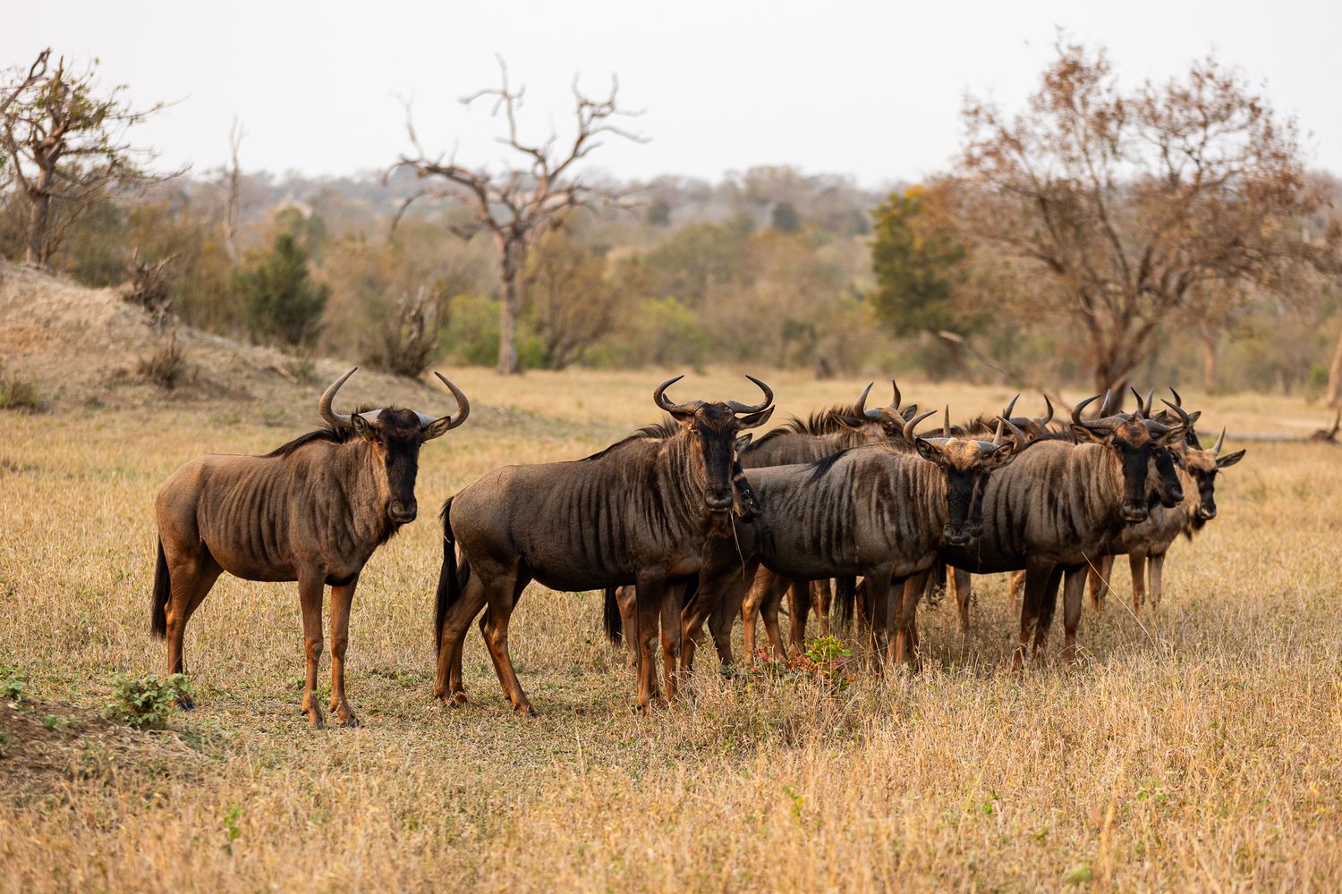 Picture of blue wildebeests (Connochaetes taurinus) in the bush in the Timbavati Private Nature Reserve in South Africa