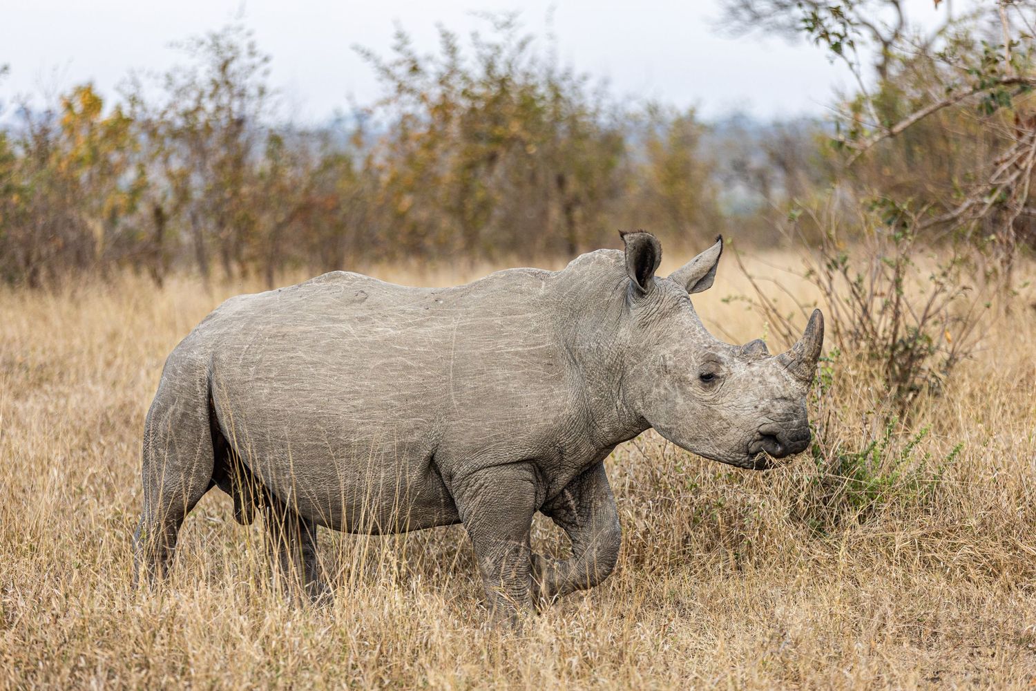 Picture of a young white rhino or square-lipped rhinoceros (Ceratotherium simum) in South Africa