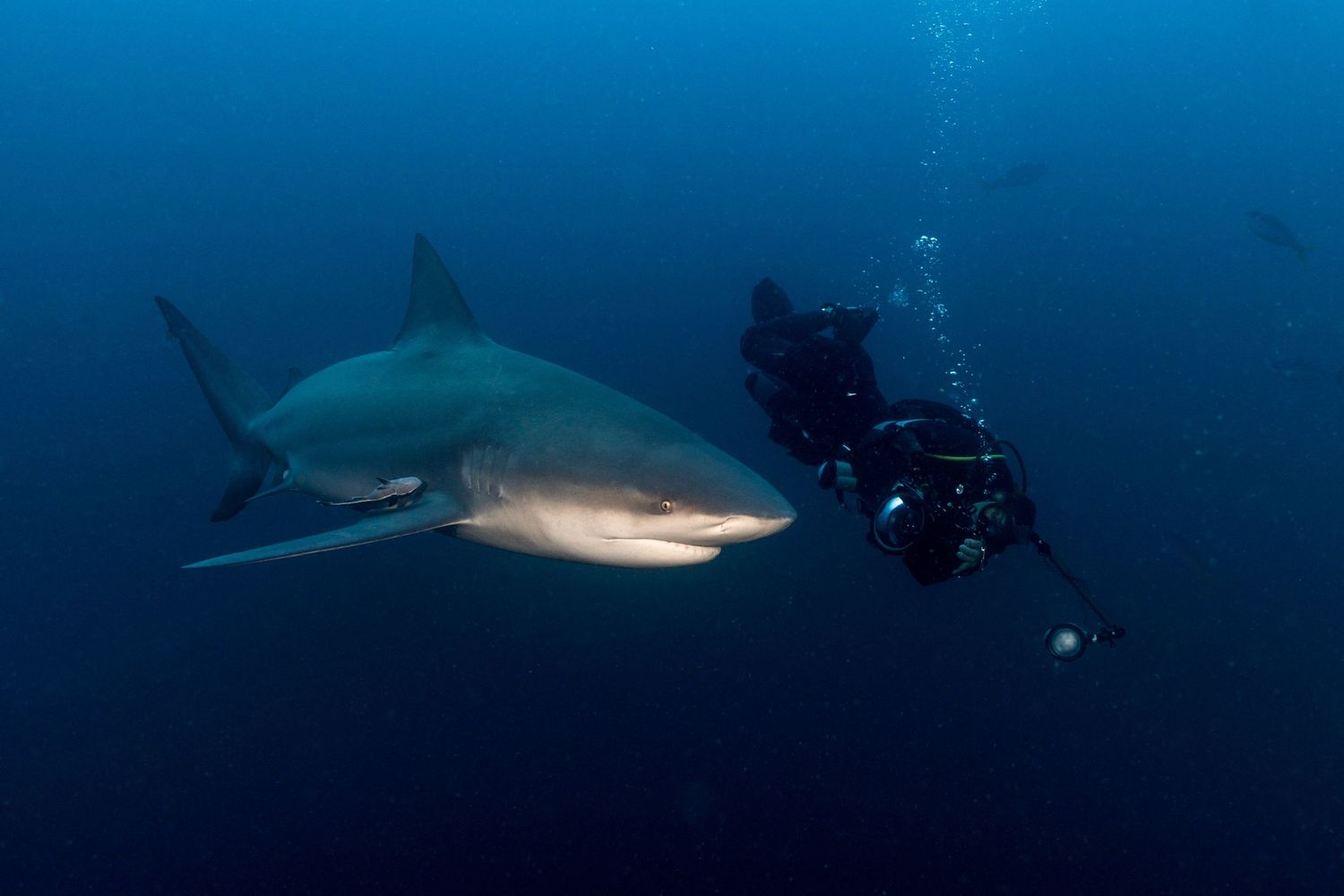 Picture of a bull shark (Carcharhinus leucas) being photographed by an underwater photographer in Protea Banks, South Africa