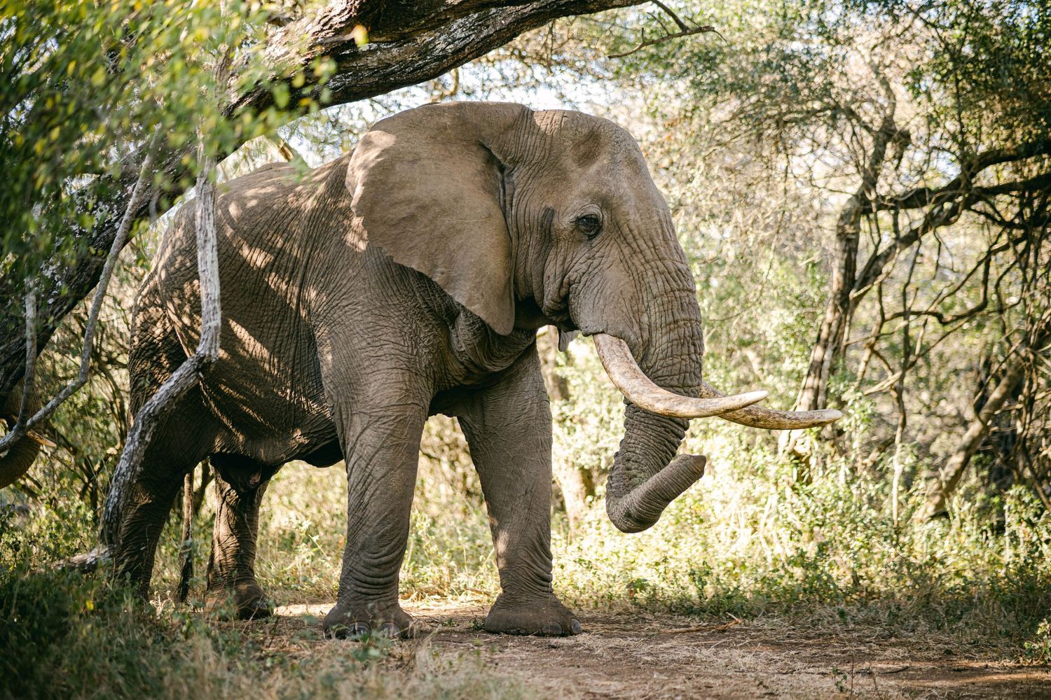 Picture of a large African bush elephant (Loxodonta africana) in the Manyoni Private Game Reserve