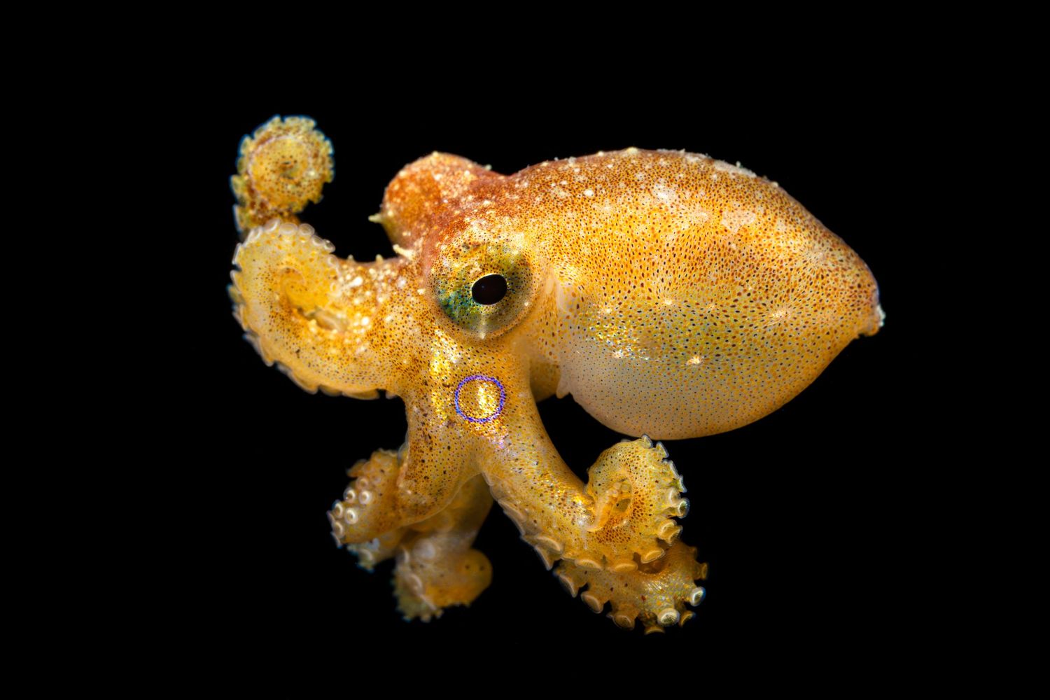 Macro photo of a larval Poison Ocellate Octopus (Amphioctopus mototi) on a bonfire dive in Anilao, Philippines