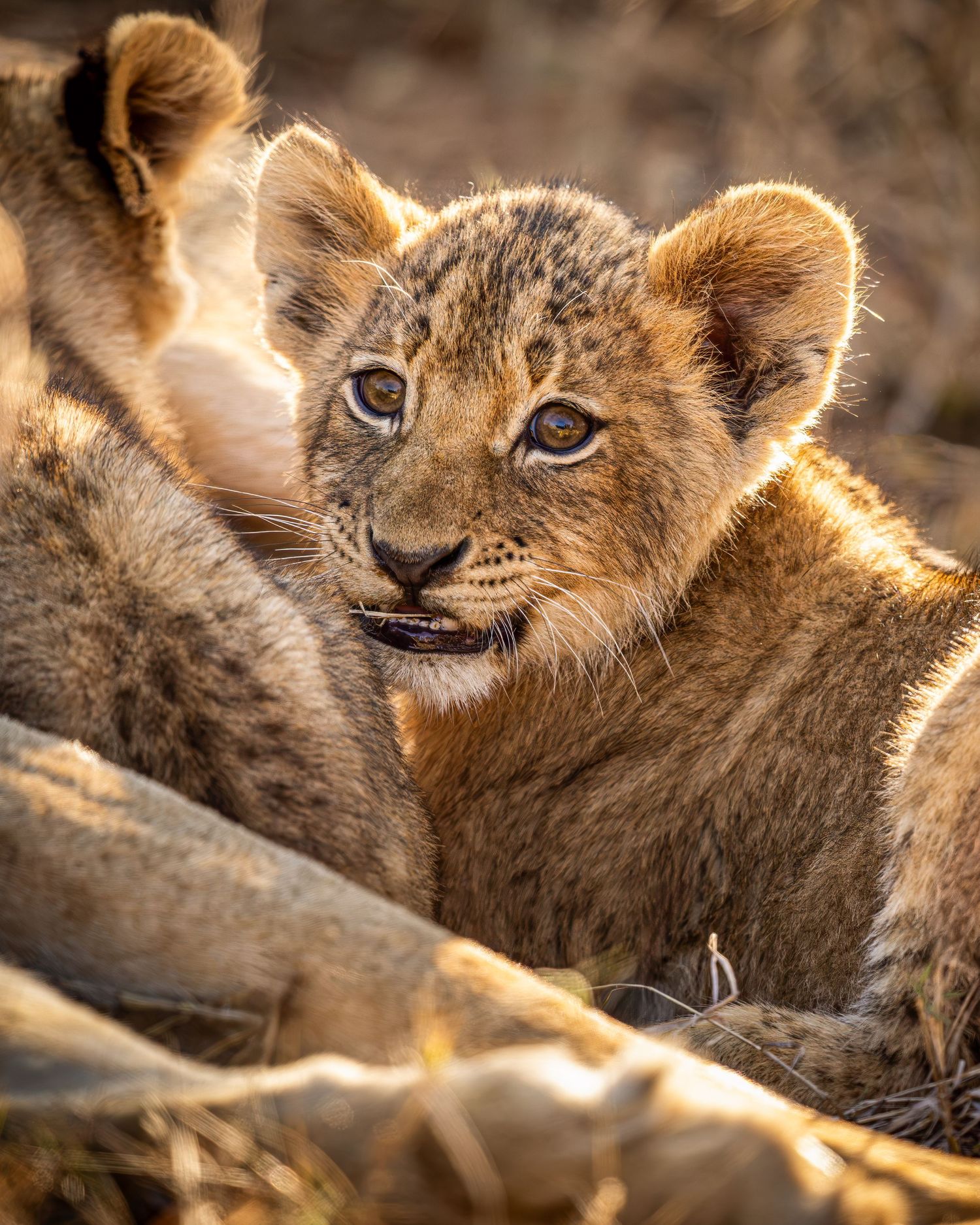Picture of a lion cub (Panthera leo) in the Timbavati Private Nature Reserve in South Africa