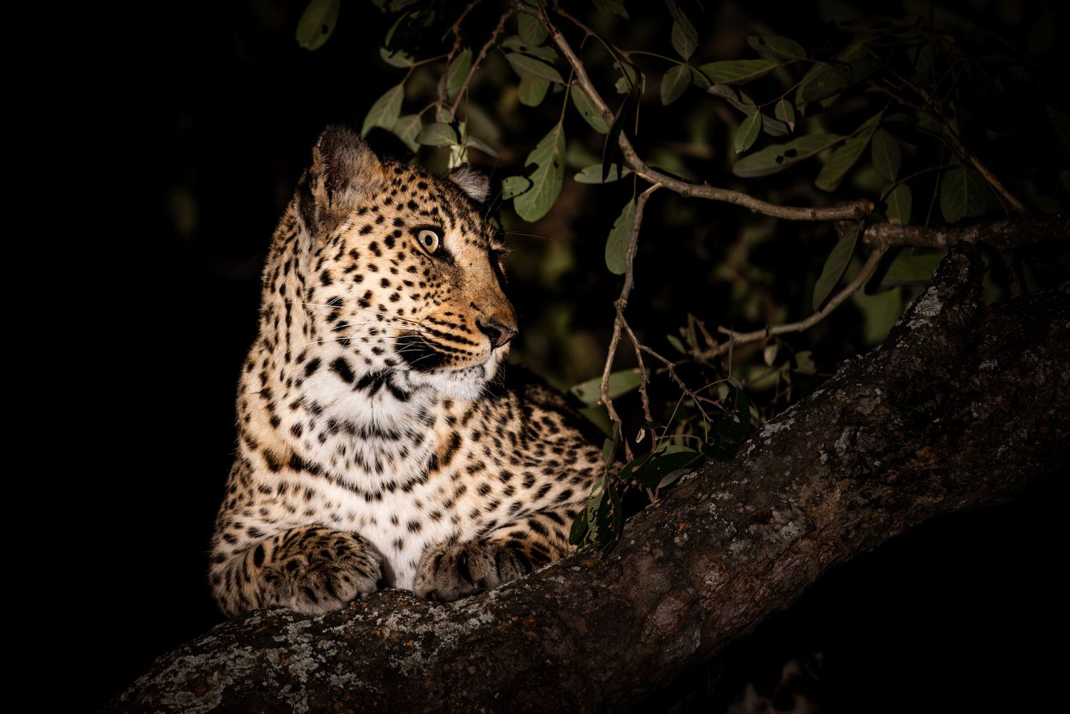 Photo of a leopard (Panthera pardus) in a tree at dusk in the Timbavati Private Nature Reserve in South Africa