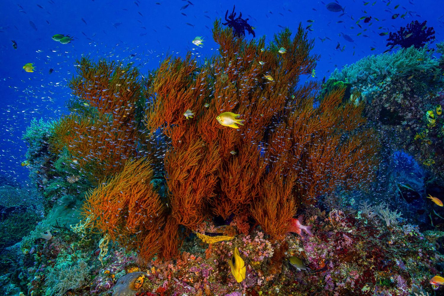 Picture of a healthy and thriving coral reel in Raja Ampat, West Papua, Indonesia