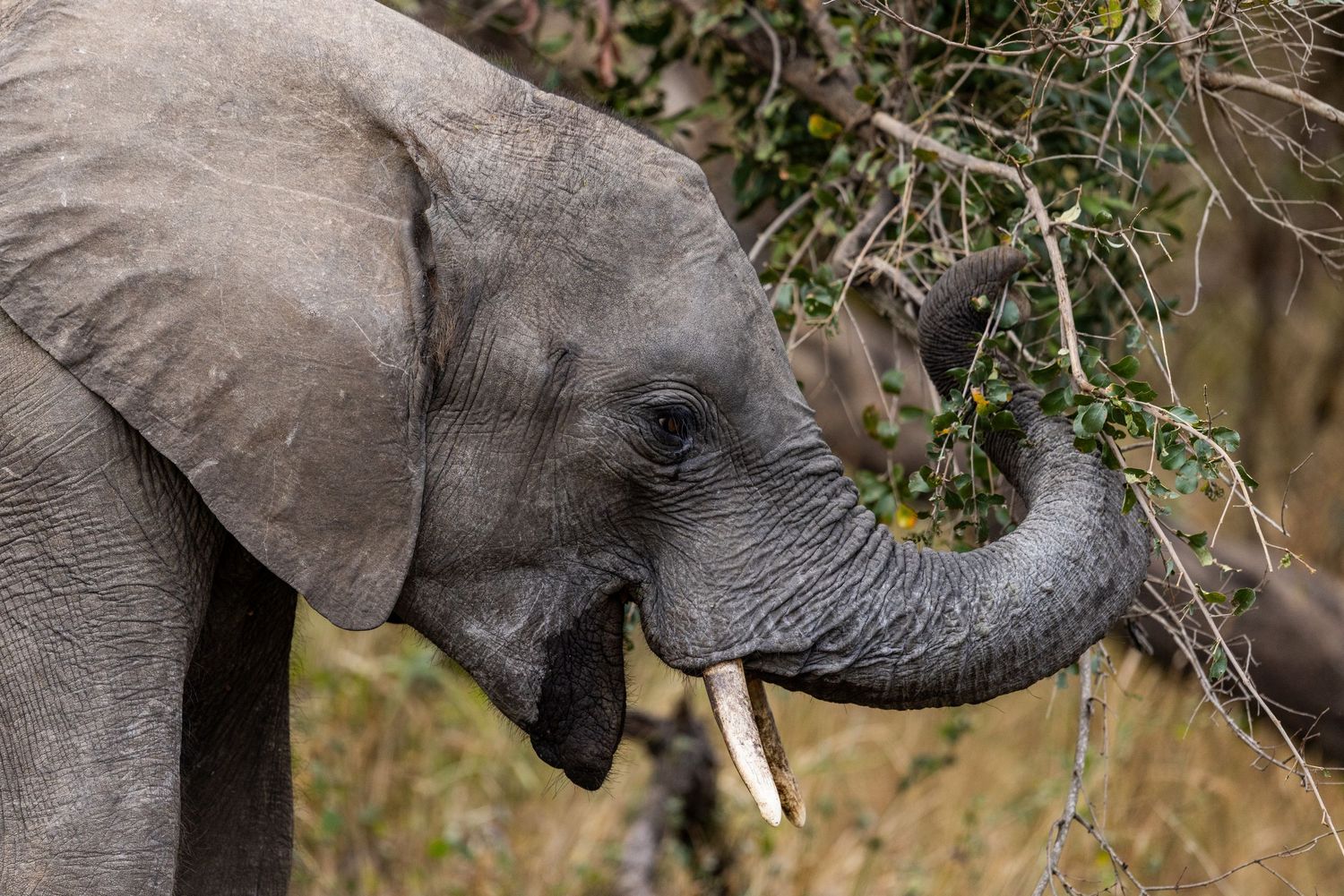 Picture of a young African bush elephant (Loxodonta africana) in the Timbavati Private Nature Reserve in South Africa