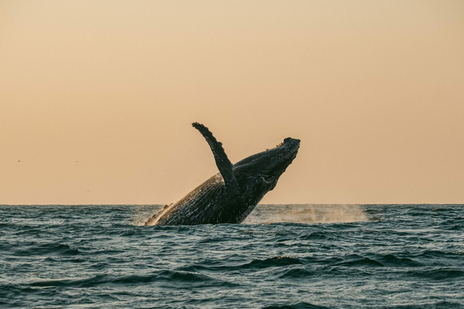 Photo of a humpback whale (Megaptera novaeangliae), breaching at sunrise in the Indian Ocean, off the coast of South Africa