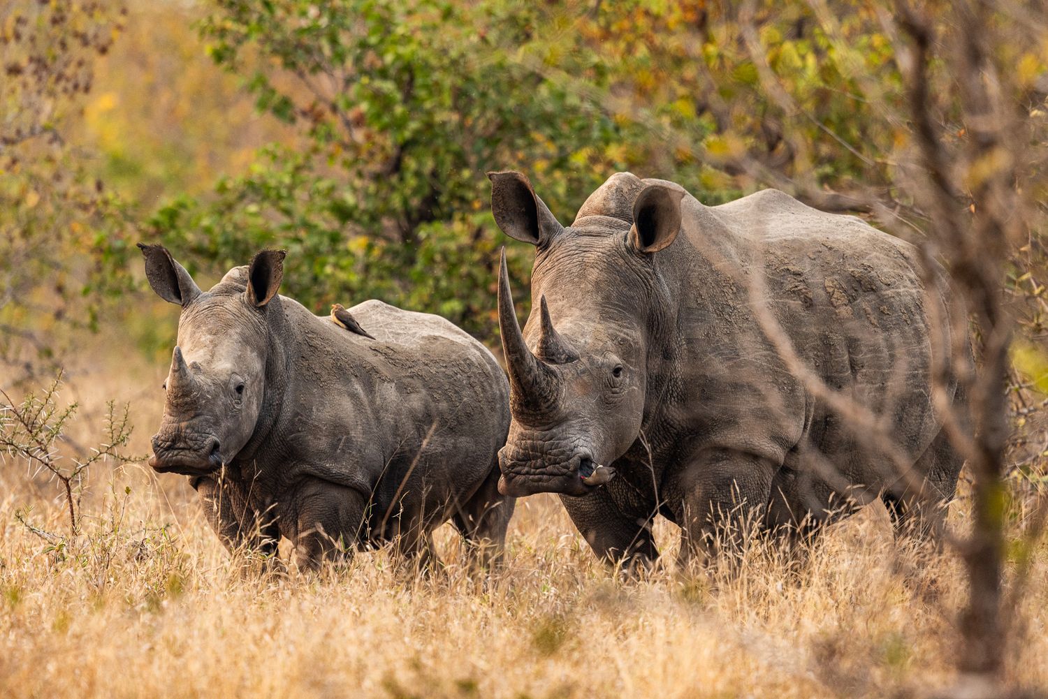 Picture of a young white rhino or square-lipped rhinoceros and his mother (Ceratotherium simum) in South Africa