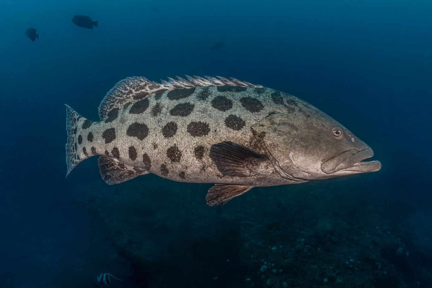 Photo of a potato grouper (Epinephelus tukula) in Aliwal Shoal, South Africa
