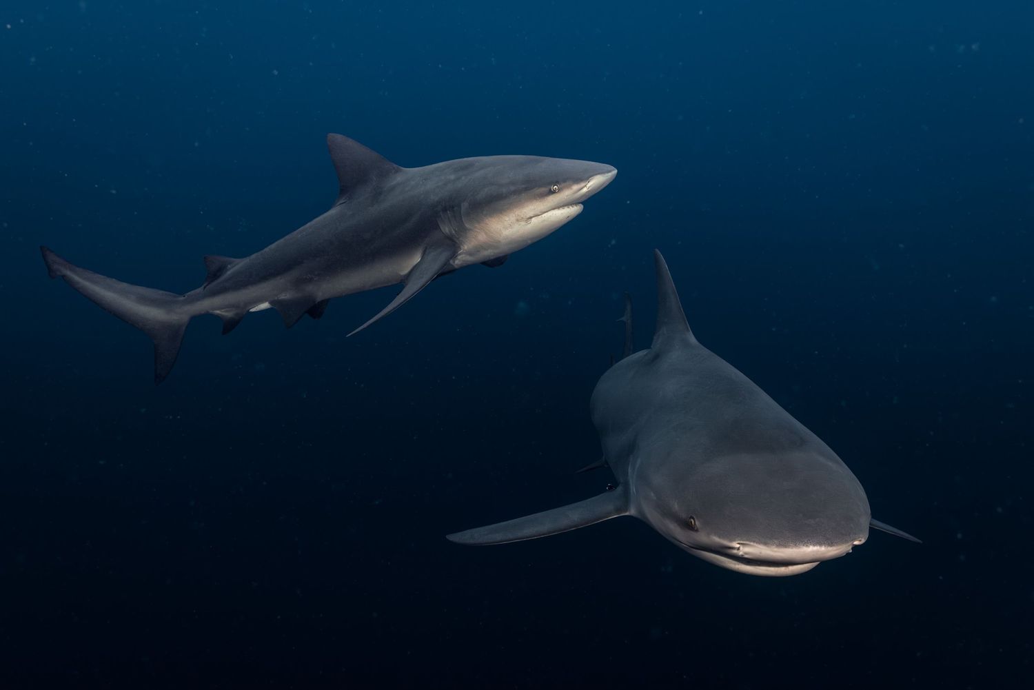 Picture of two bull sharks (Carcharhinus leucas) in Protea Banks, South Africa