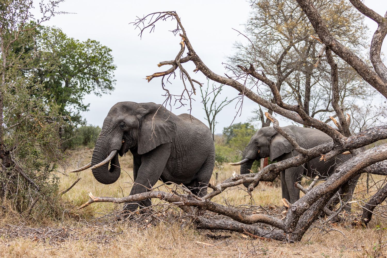 Picture of two African bush elephants (Loxodonta africana) in the Timbavati Private Nature Reserve in South Africa