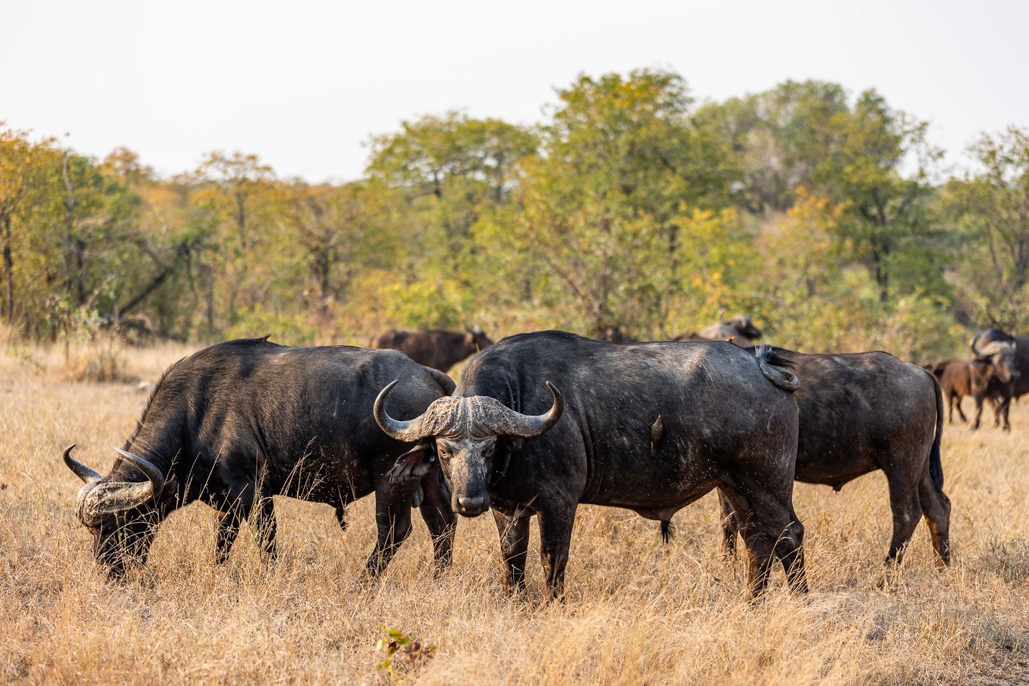 Picture of an African buffalo herd (Syncerus caffer) in the bush in the Timbavati Private Nature Reserve in South Africa