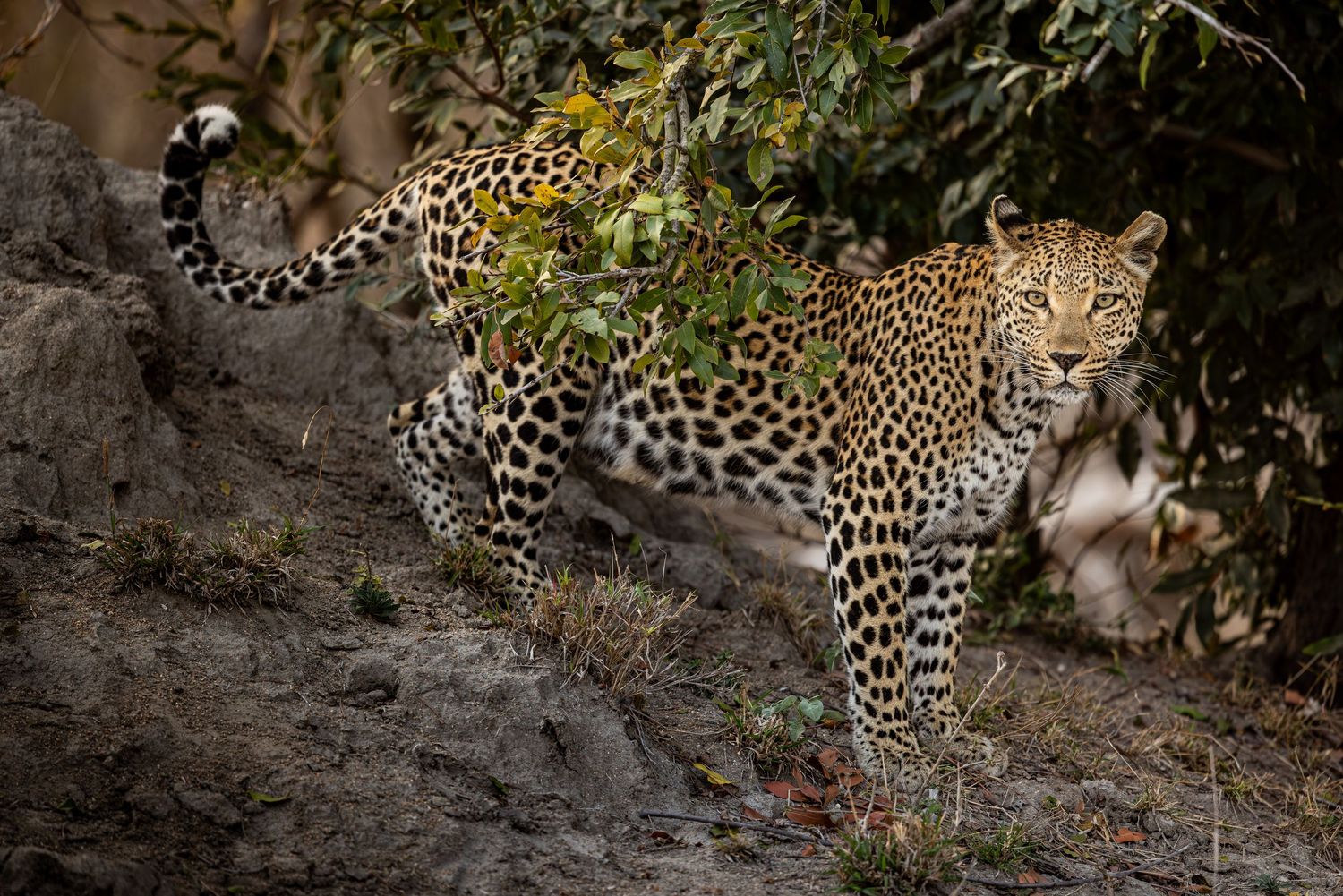 Photo of a female leopard (Panthera pardus) under some foliage in the Sabi sand game reserve in South Africa