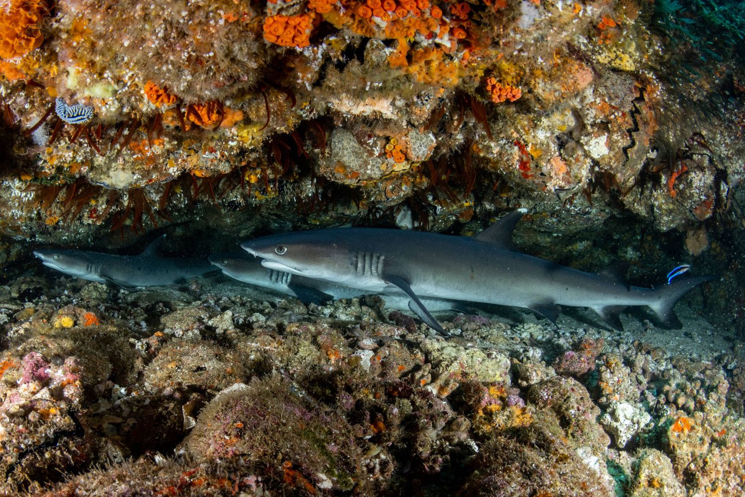 A group of whitetip reef sharks (Triaenodon obesus) resting under a ledge in Aliwal Shoal in South Africa