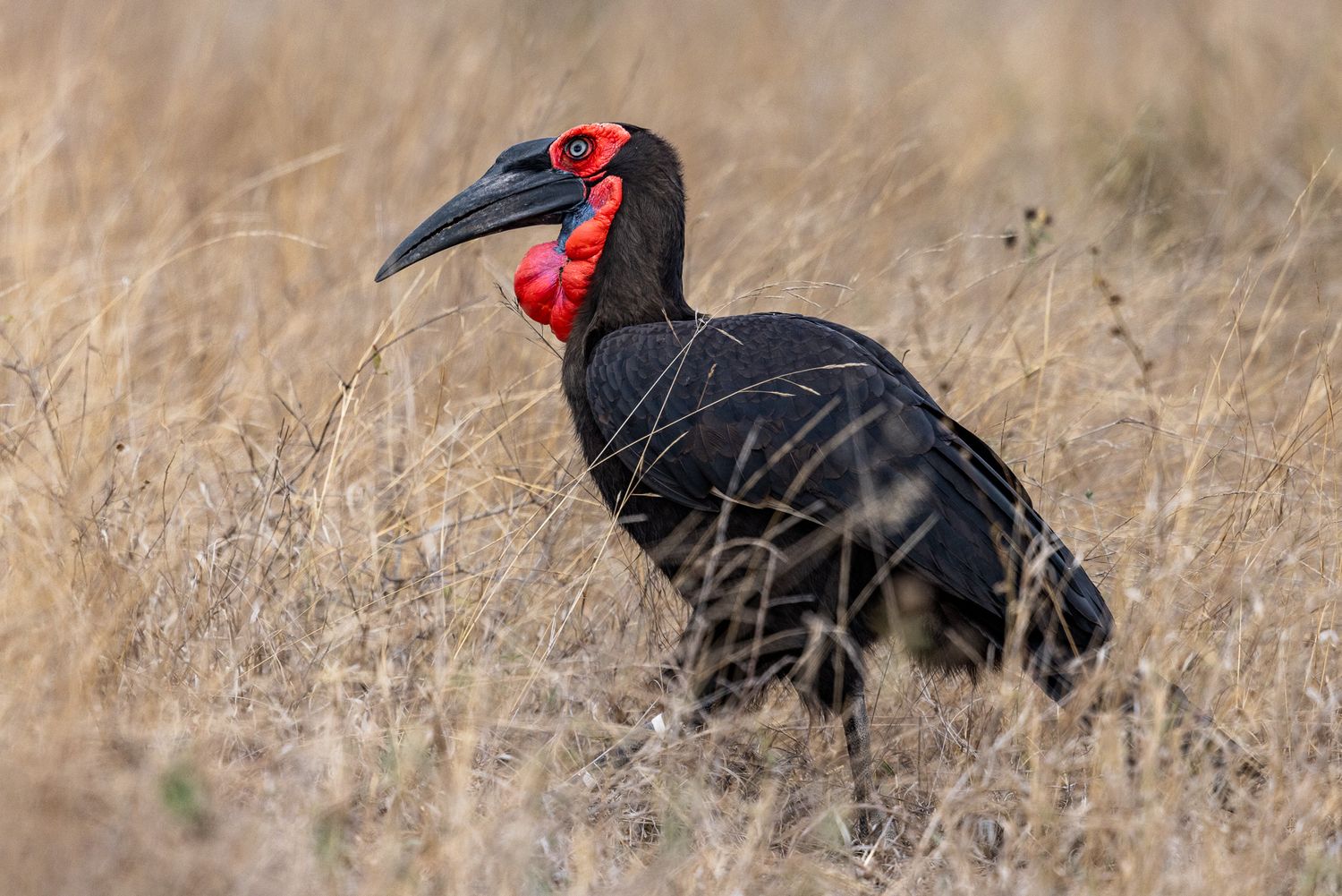 Photo of a male southern ground hornbill (Bucorvus leadbeateri) in the bush in the Kruger Park in South Africa