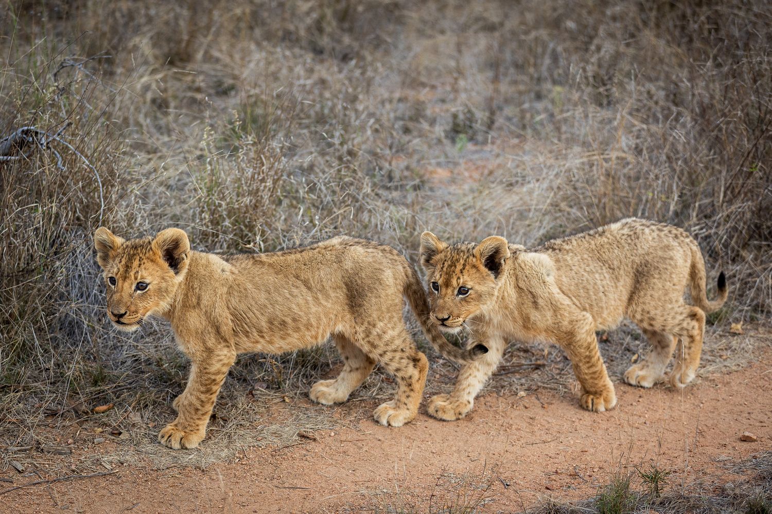Picture of two lion cubs (Panthera leo) in the Timbavati Private Nature Reserve in South Africa