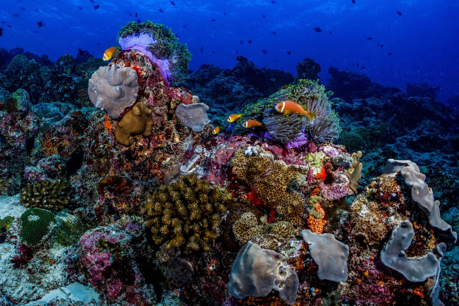 Picture of a healthy and thriving coral reel in the Maldives, with anemone fish