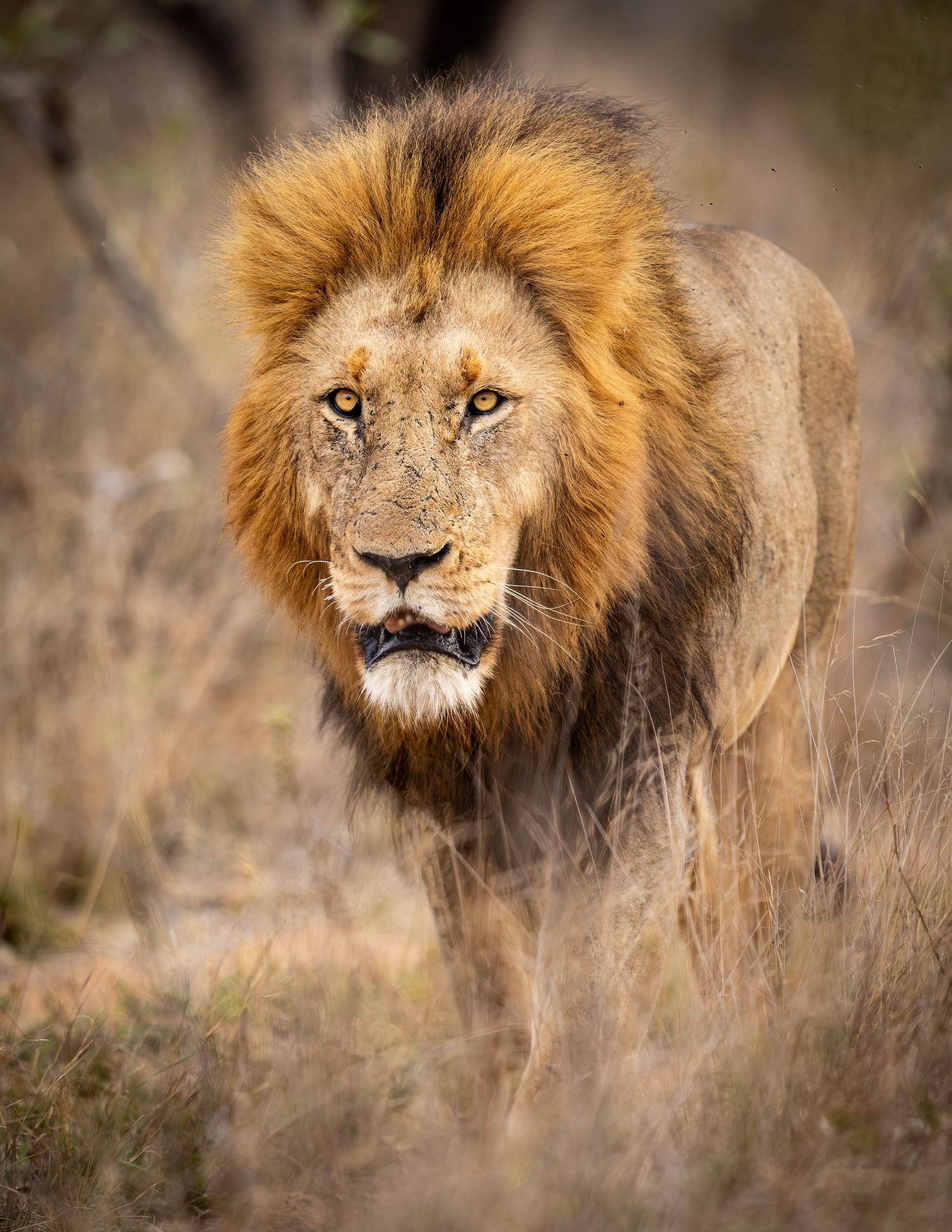 Picture of a male lion (Panthera leo) in the Timbavati Private Nature Reserve in South Africa