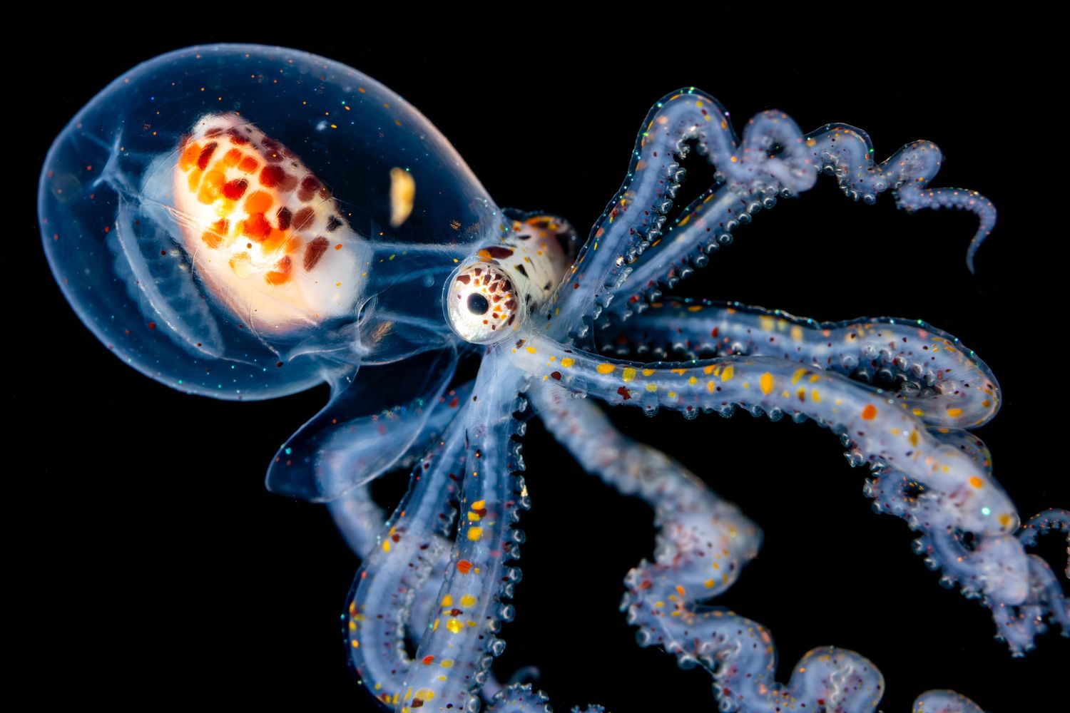 Photo of a larval Wunderpus photogenicus on a black water dive in Anilao, Philippines.