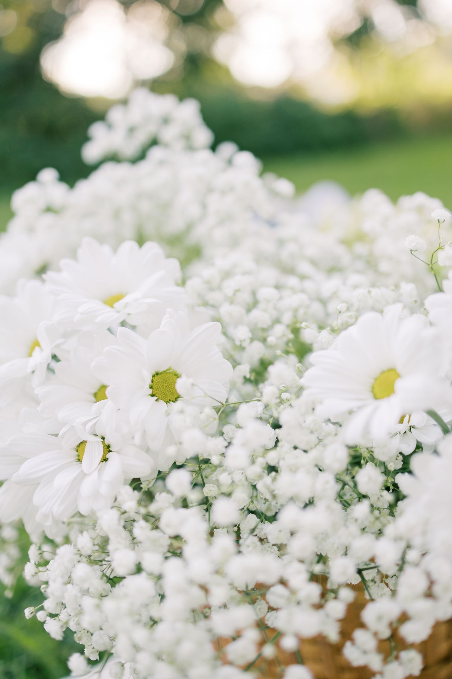 Close-up of white daisies and baby's breath flowers in a soft focus bouquet against blurred natural background.