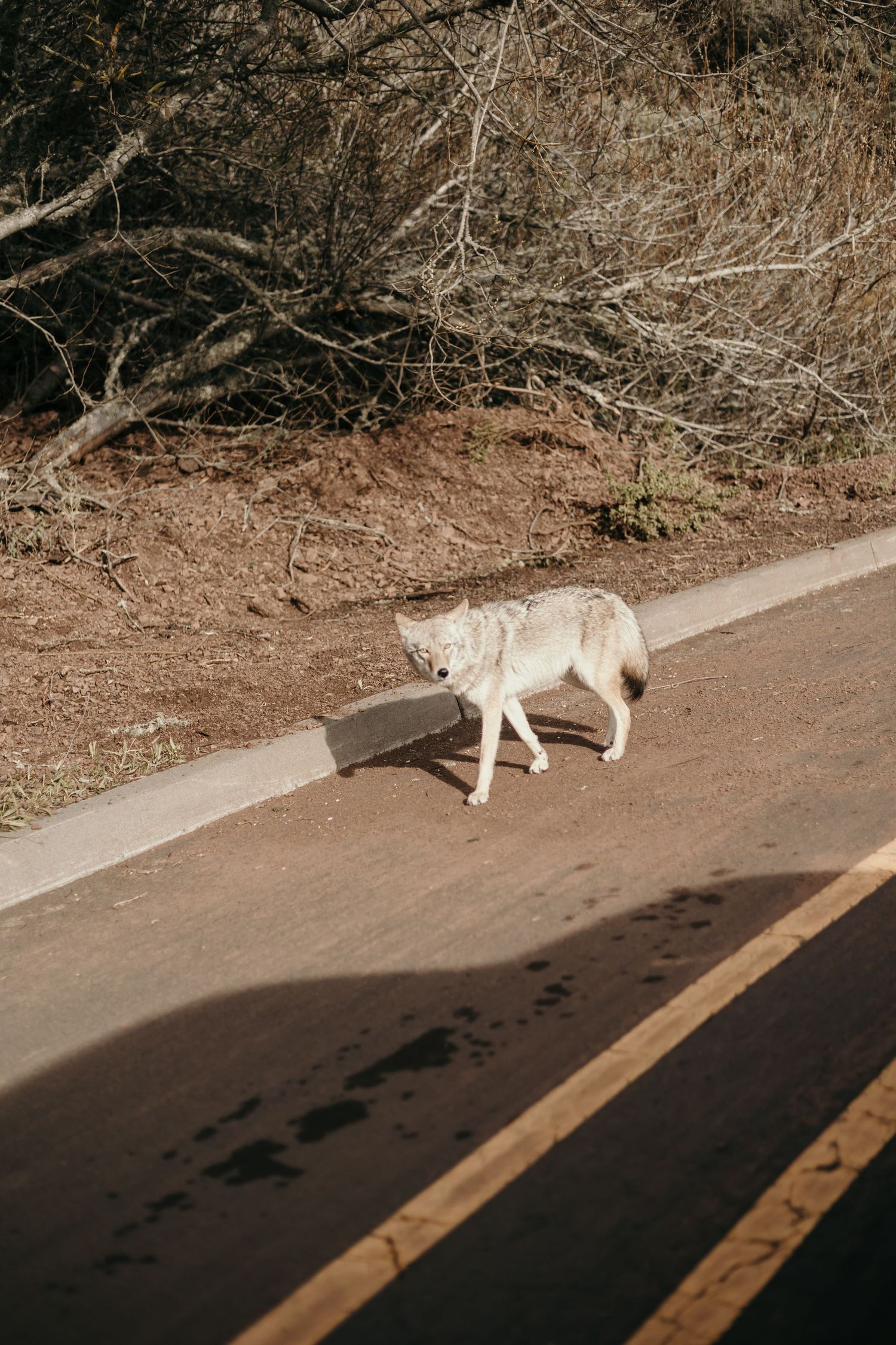 White dog walking alone on a desert path with bare branches in background.