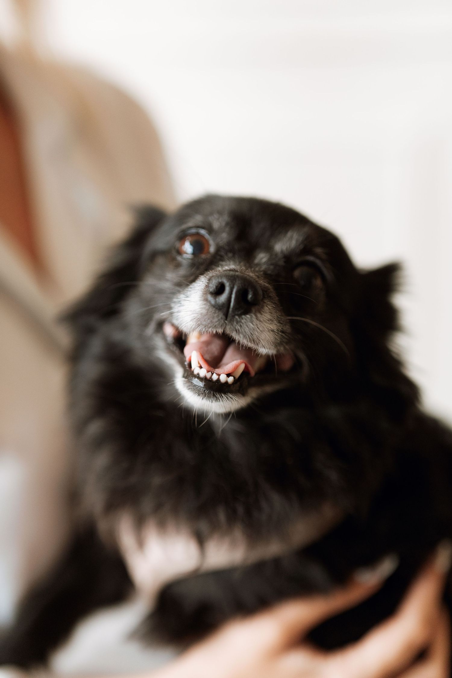 A black dog snoozes and shows its teeth while sleeping in a series of close-up photos.