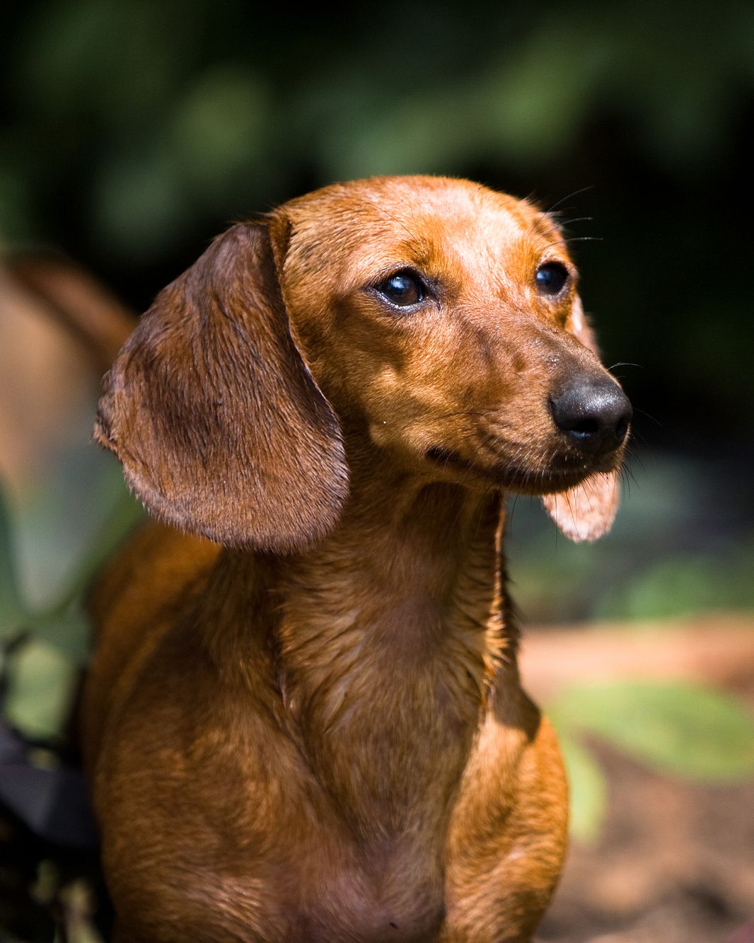 Beautiful dachshund puppy with nice light and a blurred out green background.