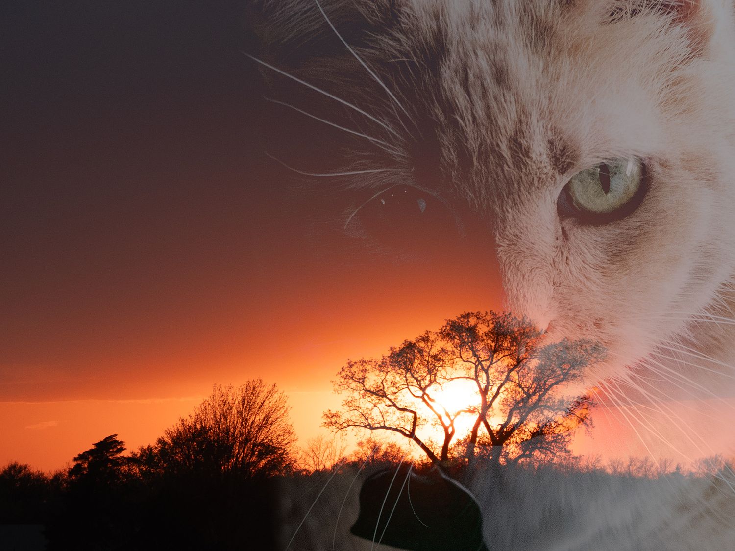 Multi-exposure of a cat and an African looking sunset tree like the call of the wild.