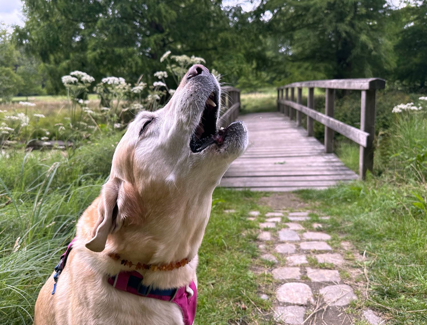 Dog howling in Tervuren Park near wooden bridge