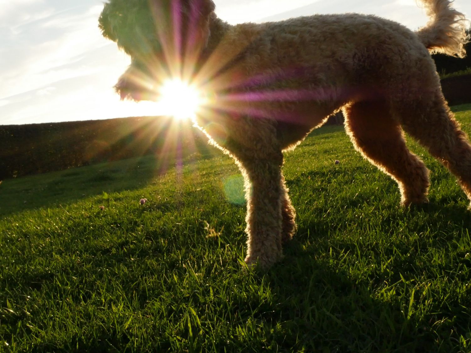 Golden Doodle with ray of sunlight coming through under her chin.