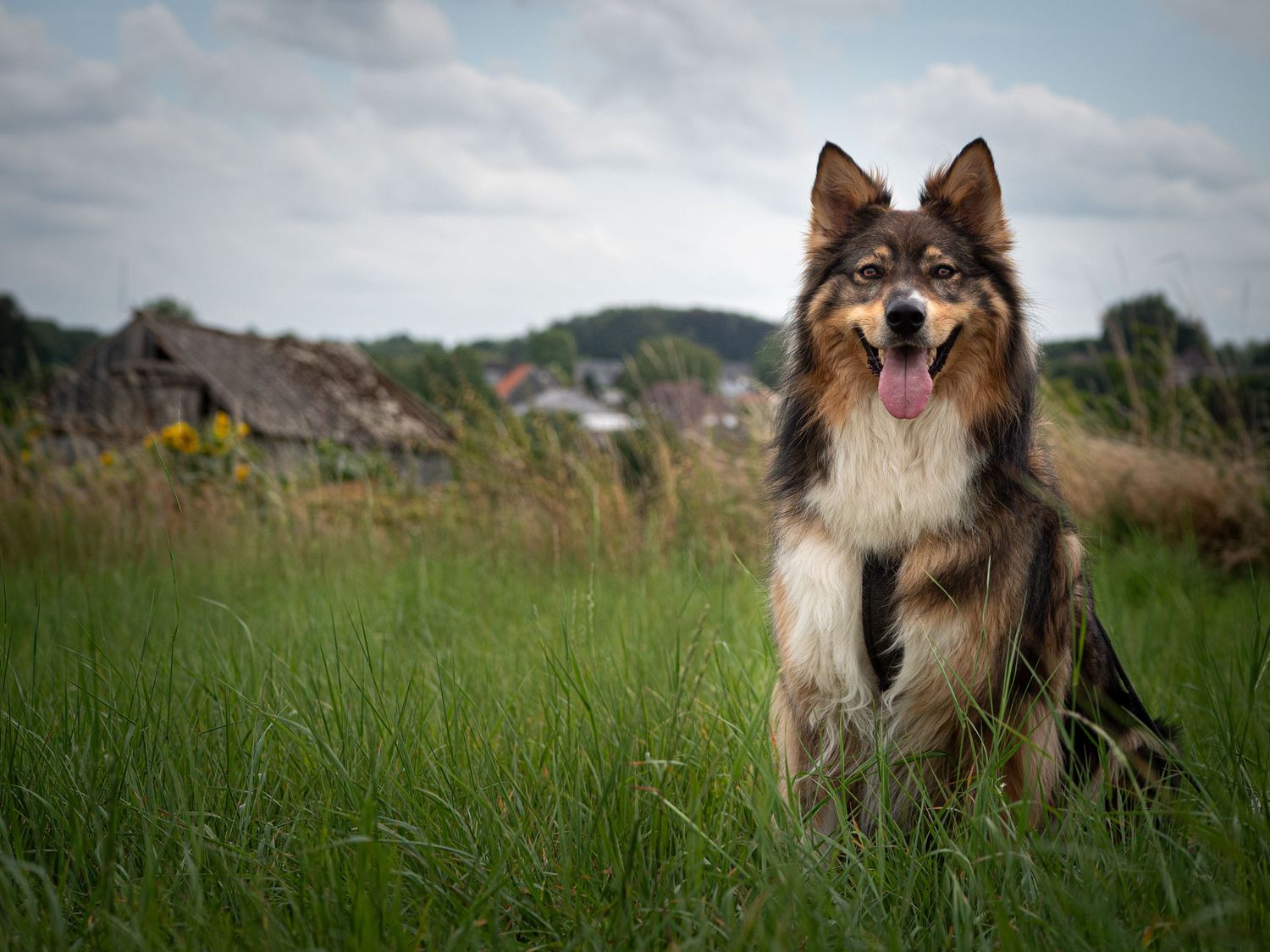 dog posing near sunflowers and old serre